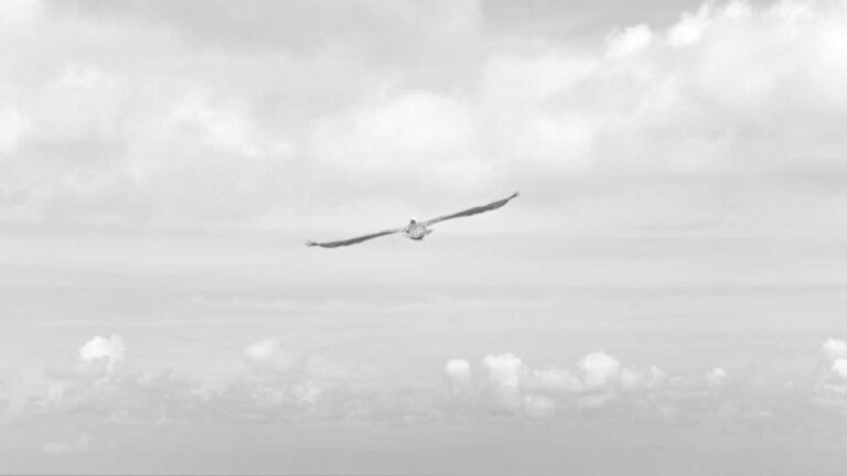 How To Get The Latest Apk Of The 99Exch App?